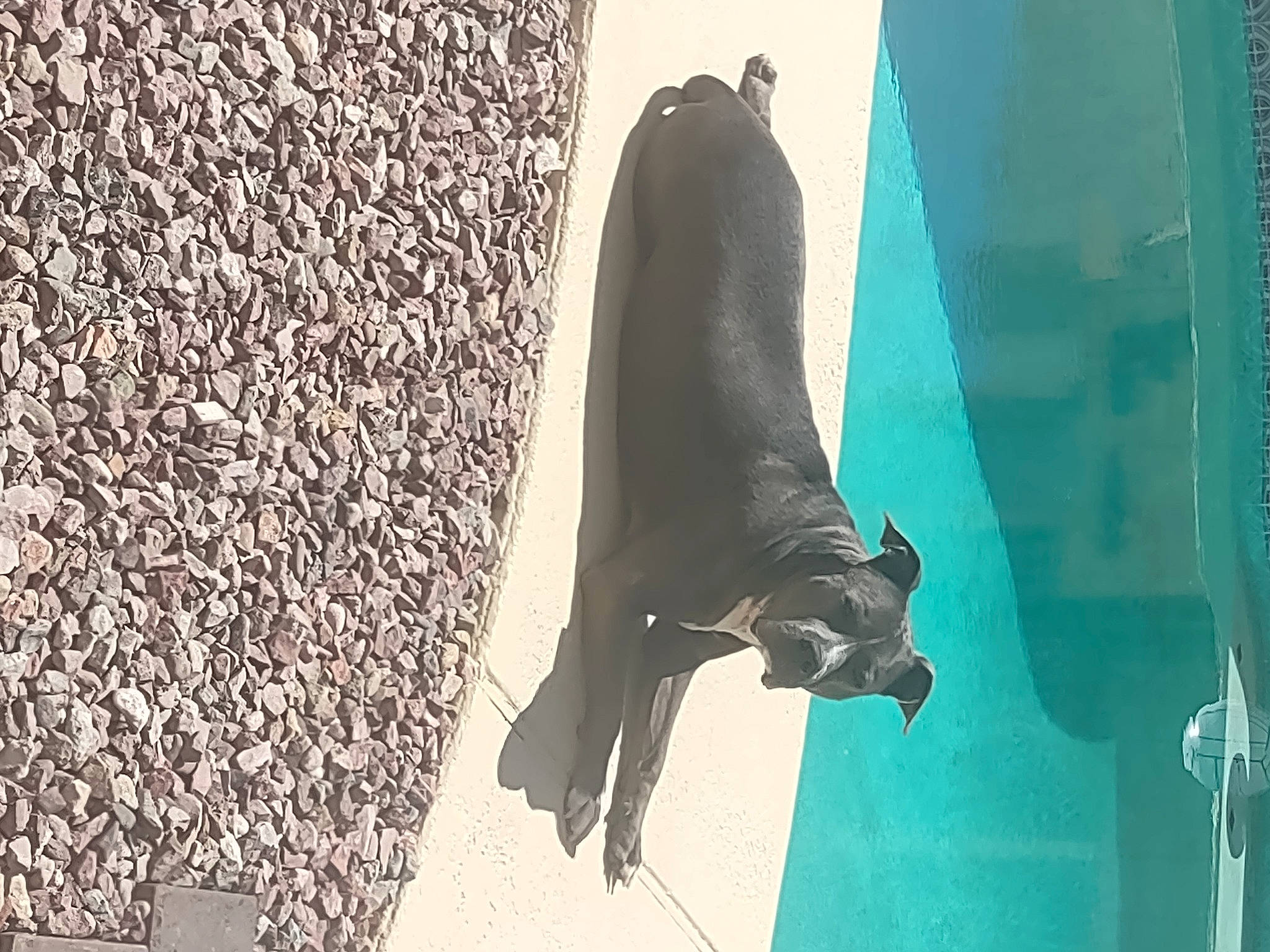 Yuma joined the competition — help win amazing prizes! art, bat, beak, canidae, felidae, fin, human_leg, marine_mammal, monument, sculpture, seal, shadow, snout, sporting_group, tail, tints_and_shades, water, wildlife, window, wing