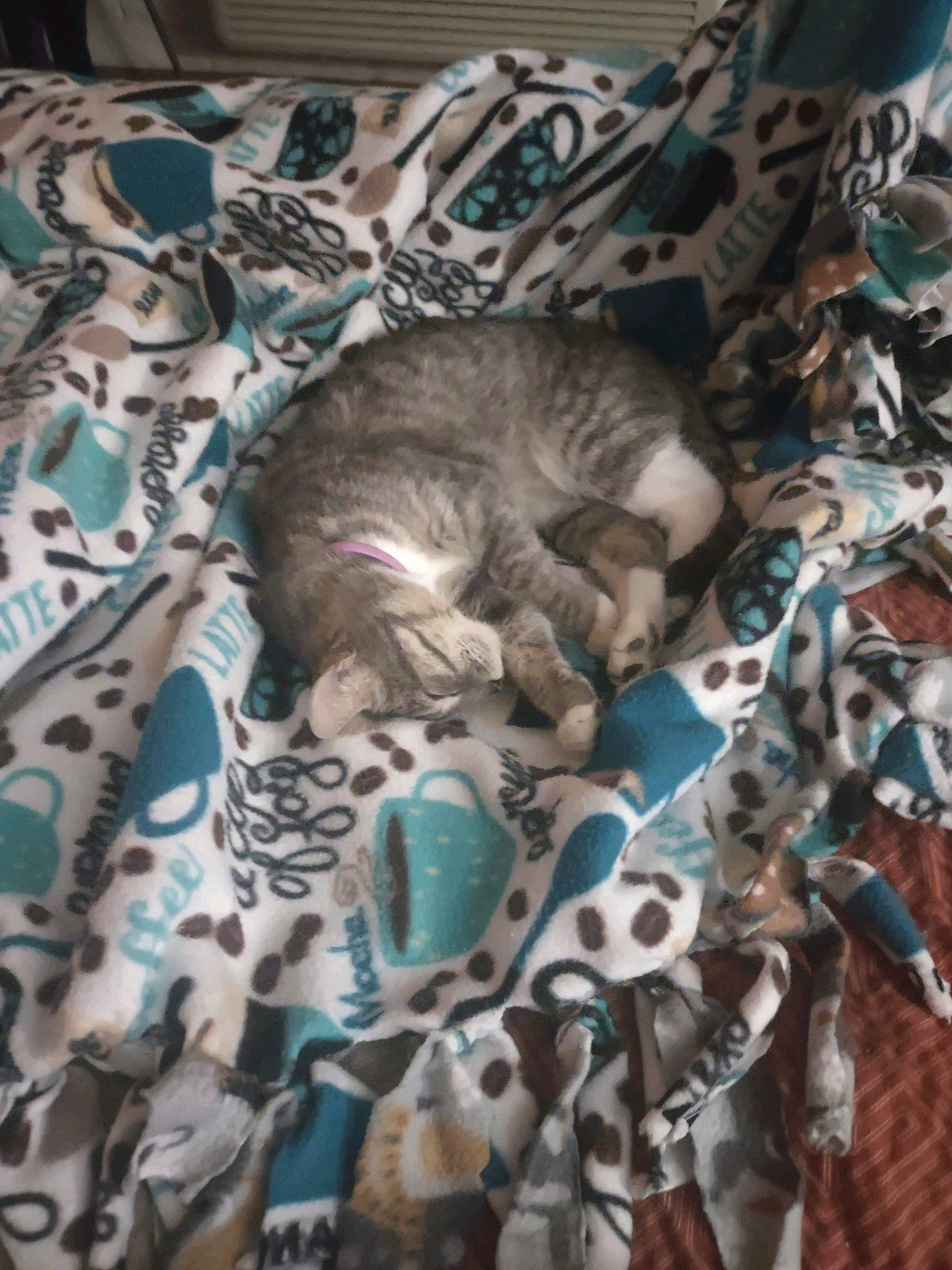 Miss Kitty is registered to the contest to win money with this photo: bed_sheet, bedding, carnivore, cat, comfort, domestic_short_haired_cat, fawn, felidae, fur, grey, linens, military_camouflage, nap, pattern, room, small_to_medium_sized_cats, tail, whiskers, wildlife, woven_fabric