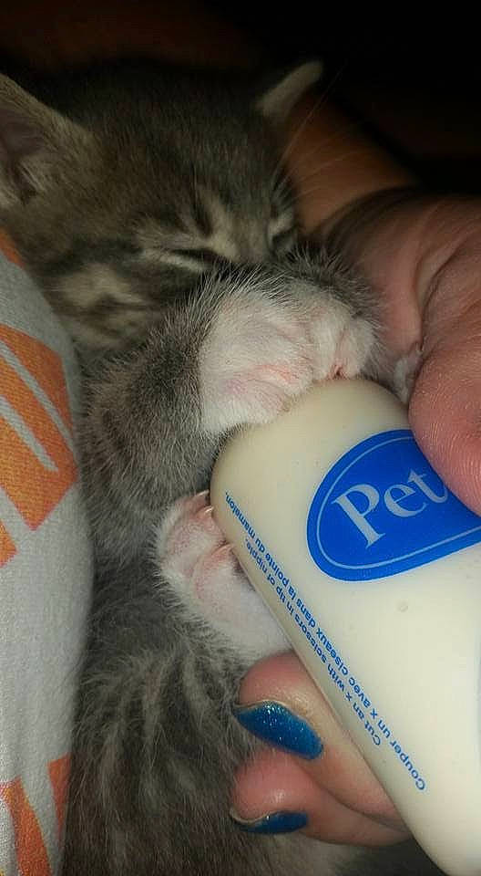 Miss Kitty is registered to the contest to win money with this photo: carnivore, cat, comfort, electric_blue, eye, felidae, finger, gesture, hand, human_leg, iris, leg, nail, nose, skin, small_to_medium_sized_cats, snout, thumb, whiskers, wrist