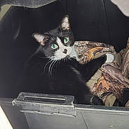 Conker joined the competition — help win amazing prizes! cat, black_and_white, tuxedo_cat, green_eyes, animal, pet, whiskers, ears, portrait, close_up, sitting, storage_bin, plastic_container, blanket, camouflage, indoor, vehicle, dark_background, curious, photography