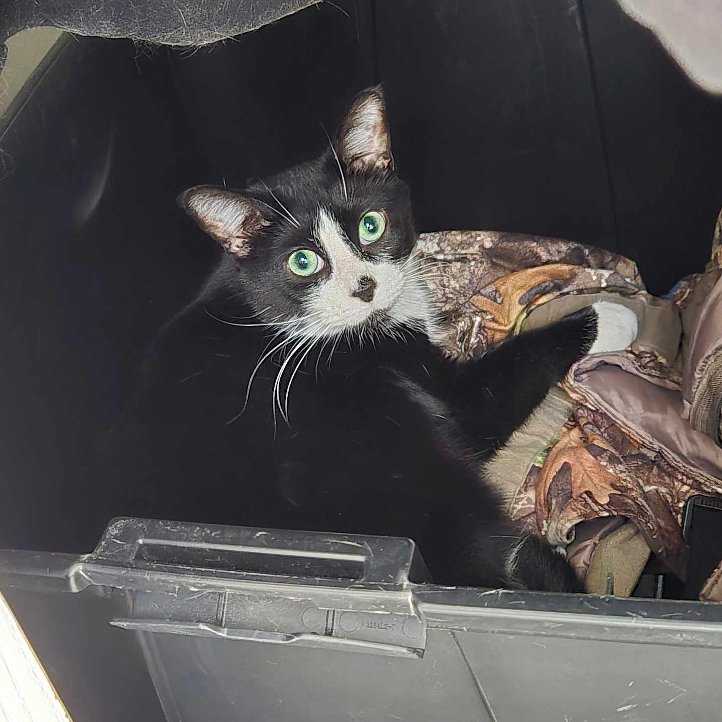 Conker joined the competition — help win amazing prizes! cat, black_and_white, tuxedo_cat, green_eyes, animal, pet, whiskers, ears, portrait, close_up, sitting, storage_bin, plastic_container, blanket, camouflage, indoor, vehicle, dark_background, curious, photography