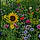 Fleurs C.