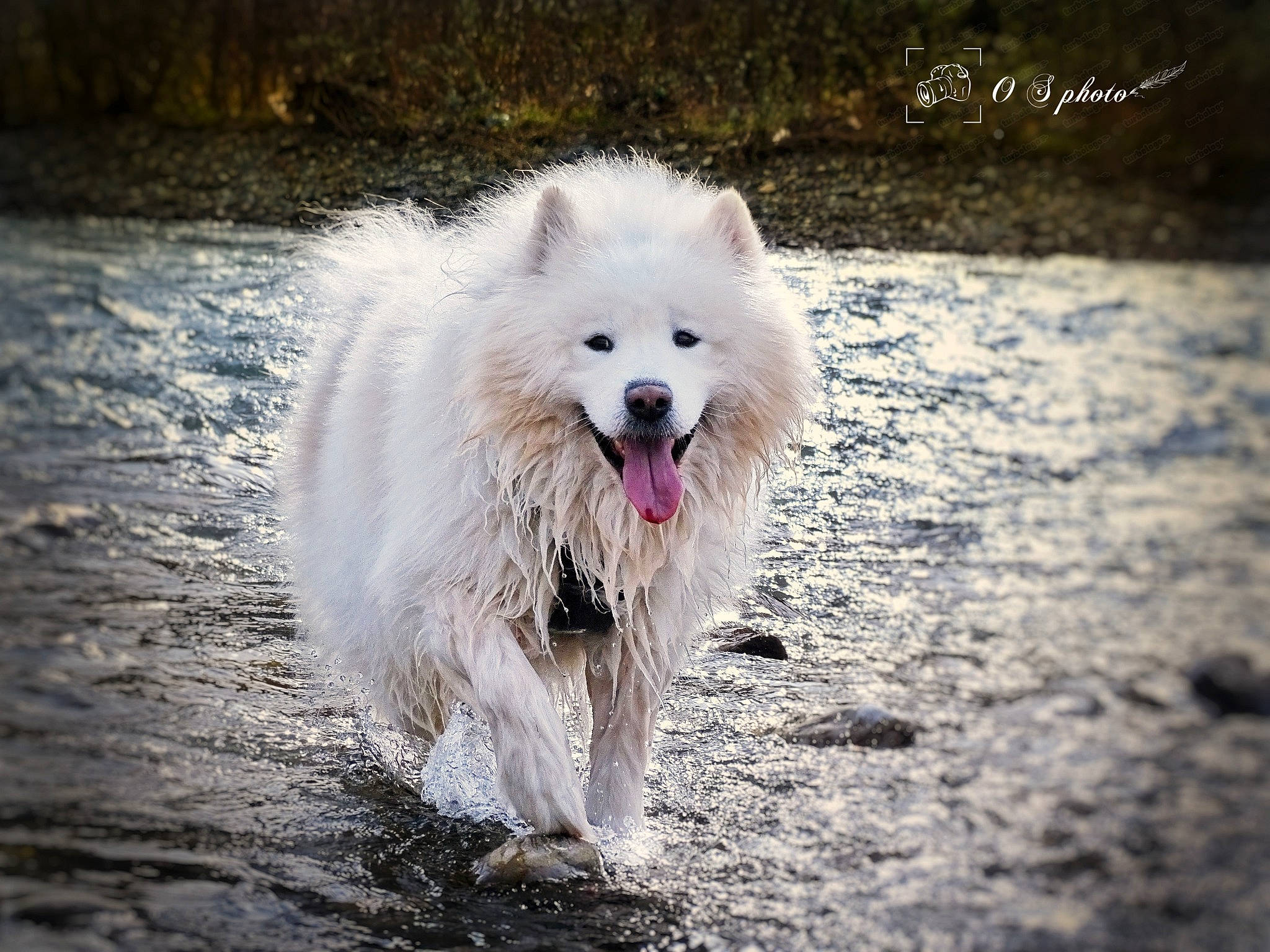 Leiko participe au concours pour gagner de l'argent avec cette photo : canidae, carnivore, companion_dog, dog, dog_breed, fur, german_spitz, german_spitz_klein, indian_spitz, japanese_spitz, ocean, samoyed, spitz, sporting_group, volpino_italiano, water, wave, wind_wave, winter, working_animal