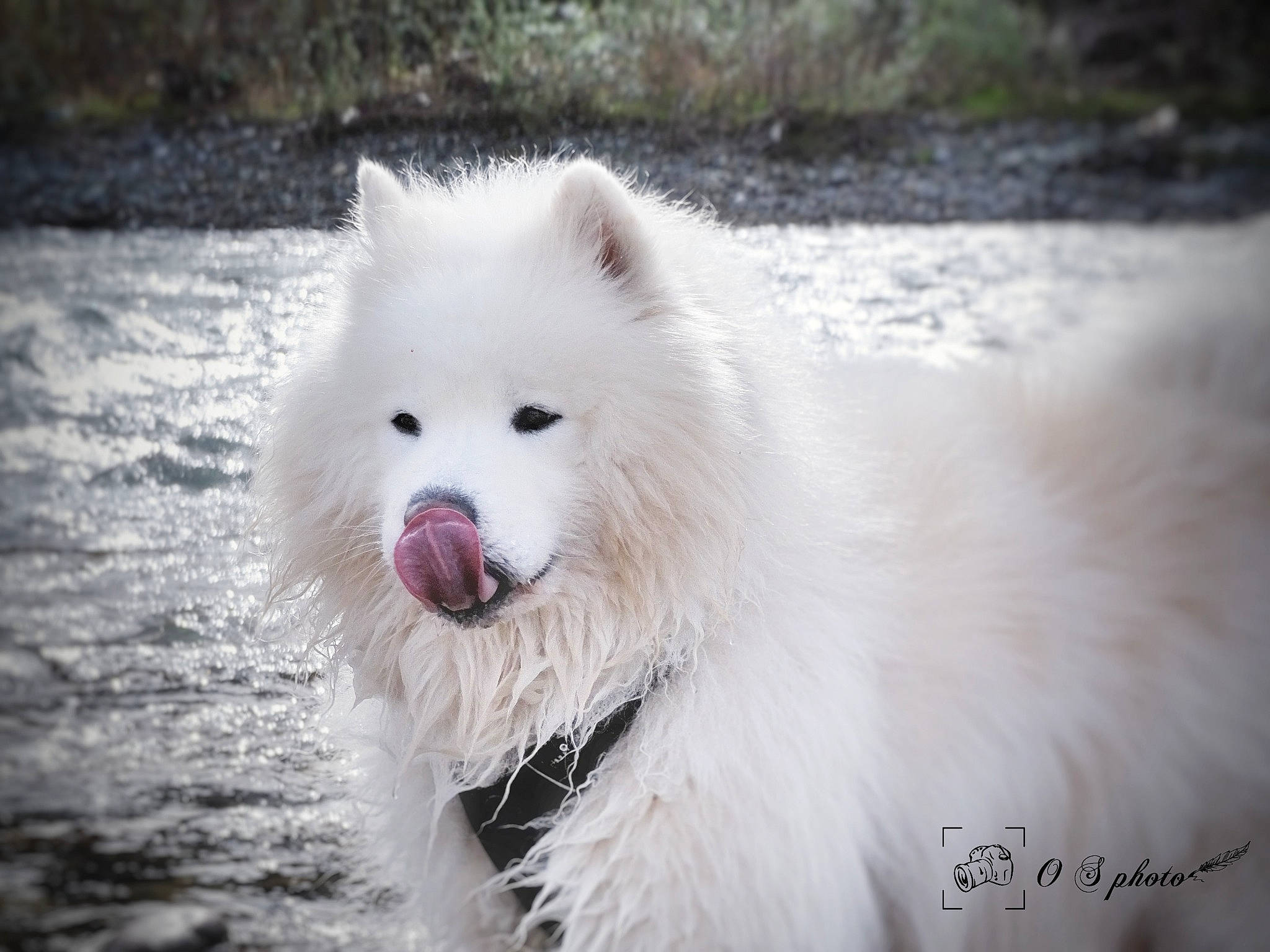 Leiko participe au concours pour gagner de l'argent avec cette photo : american_eskimo_dog, arctic, canidae, carnivore, companion_dog, dog, dog_breed, eye, fur, german_spitz_klein, indian_spitz, japanese_spitz, jaw, samoyed, snout, snow, spitz, sporting_group, volpino_italiano, working_animal