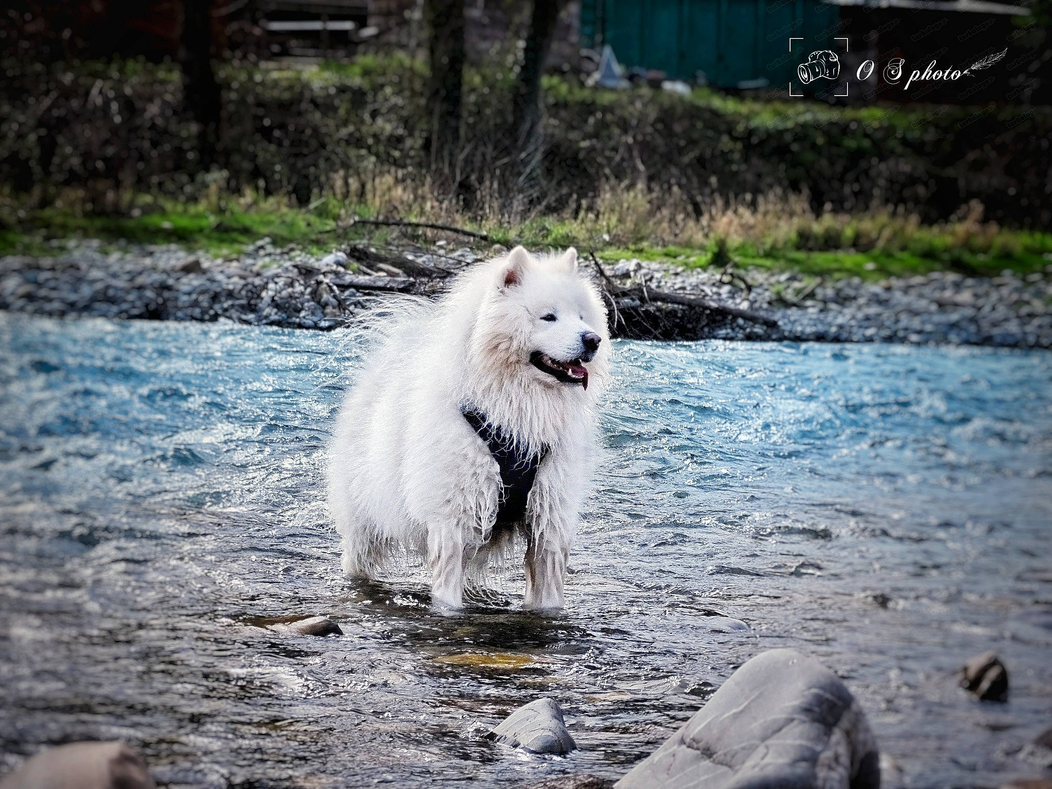 Leiko participe au concours pour gagner de l'argent avec cette photo : canidae, carnivore, companion_dog, dog, dog_breed, fur, giant_dog_breed, lake, landscape, liquid, natural_landscape, ocean, plant, snout, sporting_group, terrestrial_animal, tree, water, wildlife, working_animal