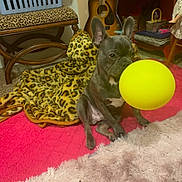 Ruudy joined the competition — help win amazing prizes! dog, french_bulldog, puppy, yellow_ball, pink_carpet, leopard_print, blanket, guitar, wooden_bench, shelf, indoor, floor, toy, pet, animal, furniture, cozy, playful, carpet, colorful