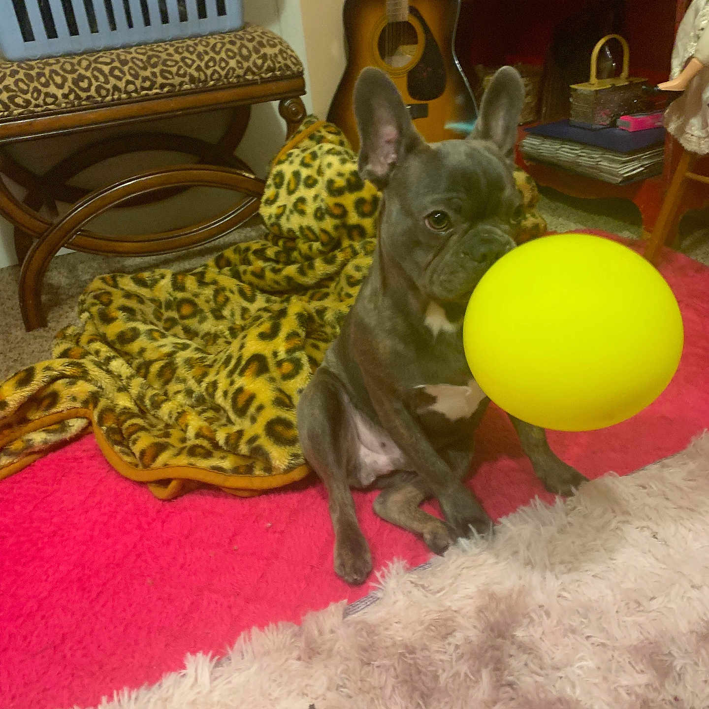 Ruudy joined the competition — help win amazing prizes! animal, blanket, carpet, colorful, cozy, dog, floor, french_bulldog, furniture, guitar, indoor, leopard_print, pet, pink_carpet, playful, puppy, shelf, toy, wooden_bench, yellow_ball
