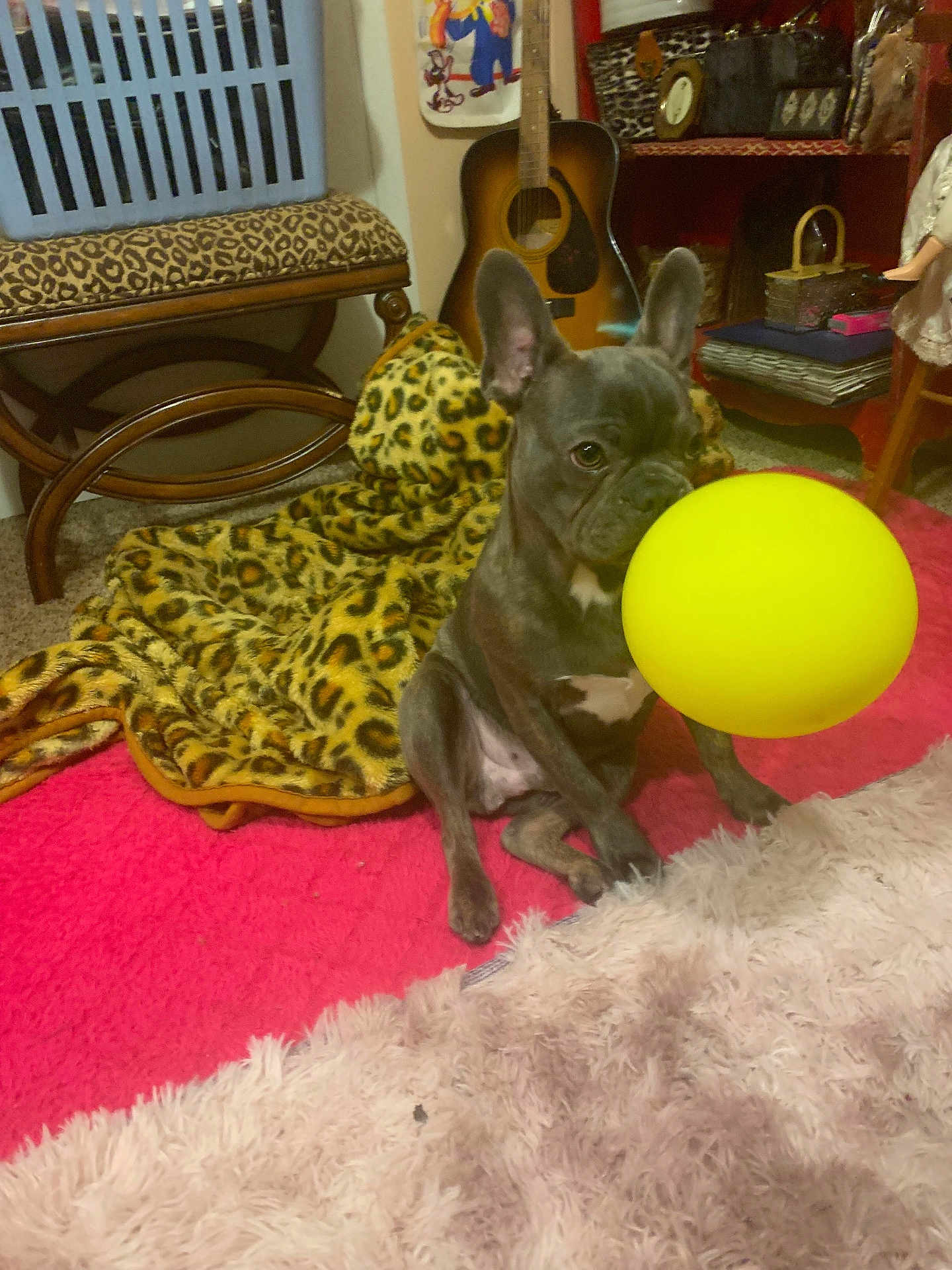 Ruudy joined the competition — help win amazing prizes! dog, french_bulldog, puppy, yellow_ball, pink_carpet, leopard_print, blanket, guitar, wooden_bench, shelf, indoor, floor, toy, pet, animal, furniture, cozy, playful, carpet, colorful