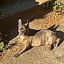 dog, french_bulldog, sunlight, outdoor, concrete, step, leaves, shadow, plant, bowl, relaxed, pet, animal, daylight, nature, texture, brown, canine, resting, small_dog