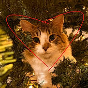 Simba is registered to the contest to win money with this photo: cat, christmas_tree, holiday_lights, heart_shape, pet, animal, curious, greenery, close_up, whiskers, feline, indoor, festive, decorations, nature, cute, eyes, face, fur, warm_lighting