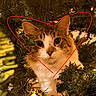 cat, christmas_tree, holiday_lights, heart_shape, pet, animal, curious, greenery, close_up, whiskers, feline, indoor, festive, decorations, nature, cute, eyes, face, fur, warm_lighting