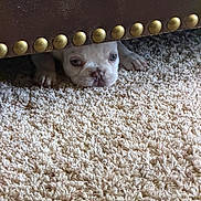 Kiwi is registered to the contest to win money with this photo: puppy, dog, white, carpet, furniture, leather, studs, peeking, paws, cute, small, indoor, floor, animal, pet, curious, canine, texture, cozy, hiding