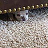 puppy, dog, white, carpet, furniture, leather, studs, peeking, paws, cute, small, indoor, floor, animal, pet, curious, canine, texture, cozy, hiding