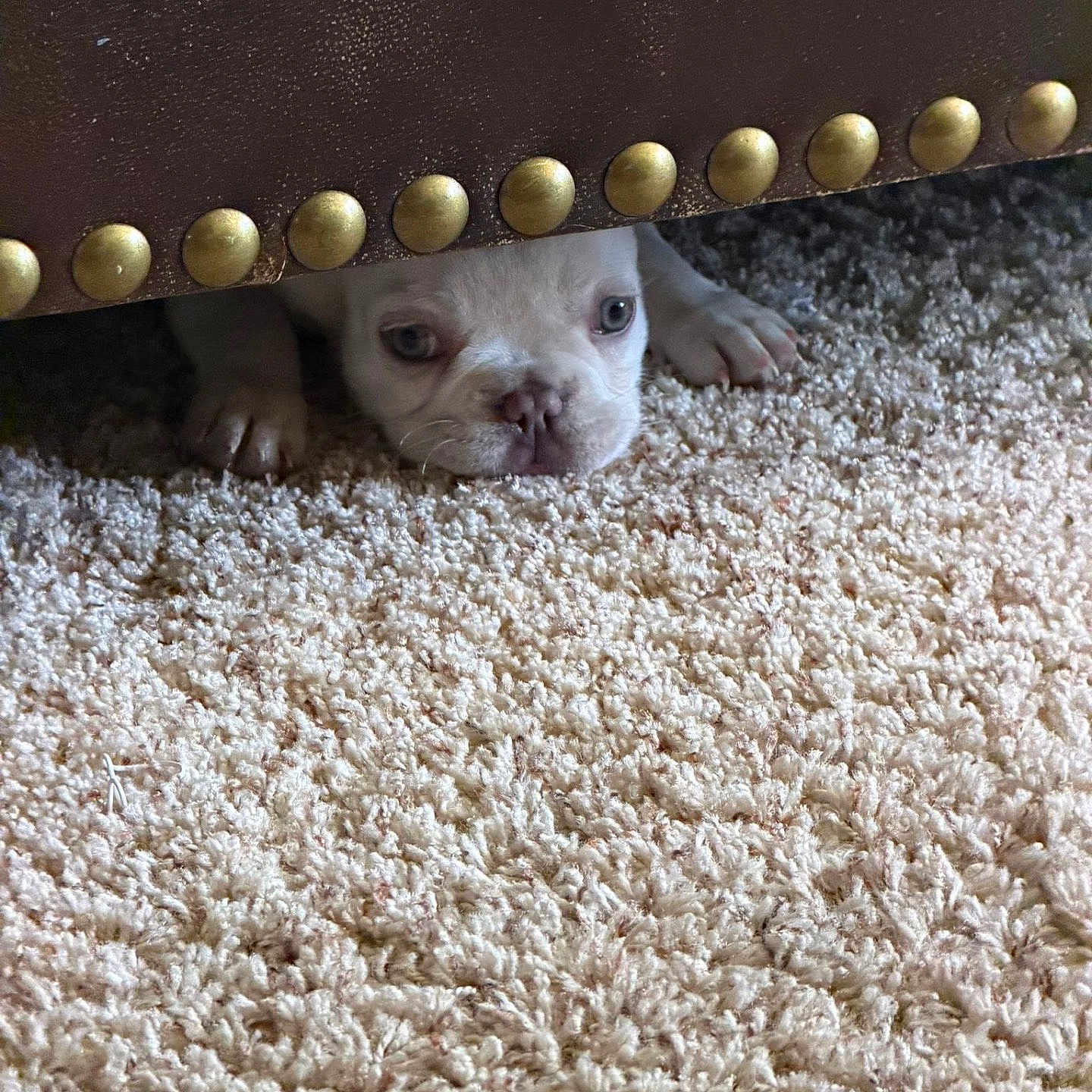 Kiwi is registered to the contest to win money with this photo: puppy, dog, white, carpet, furniture, leather, studs, peeking, paws, cute, small, indoor, floor, animal, pet, curious, canine, texture, cozy, hiding