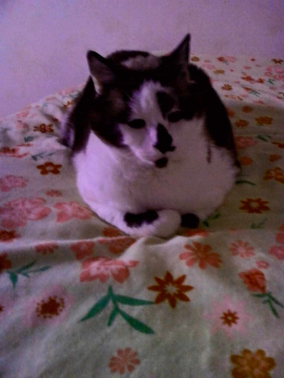 Isabelle Lahure a rejoint le concours — aidez-le/la à gagner de superbes lots ! cat, black_and_white, floral_blanket, indoor, pet, animal, feline, resting, cozy, bedspread, pattern, cute, domestic_animal, fur, whiskers, ears, paws, sleepy, close_up, soft
