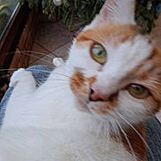 Noisette a rejoint le concours — aidez-le/la à gagner de superbes lots ! cat, orange_and_white_cat, close_up, indoor, pet, animal, feline, whiskers, fur, lap, plant, greenery, relaxed, curious, eyes, comfort, cozy, blurred, window, tile_floor