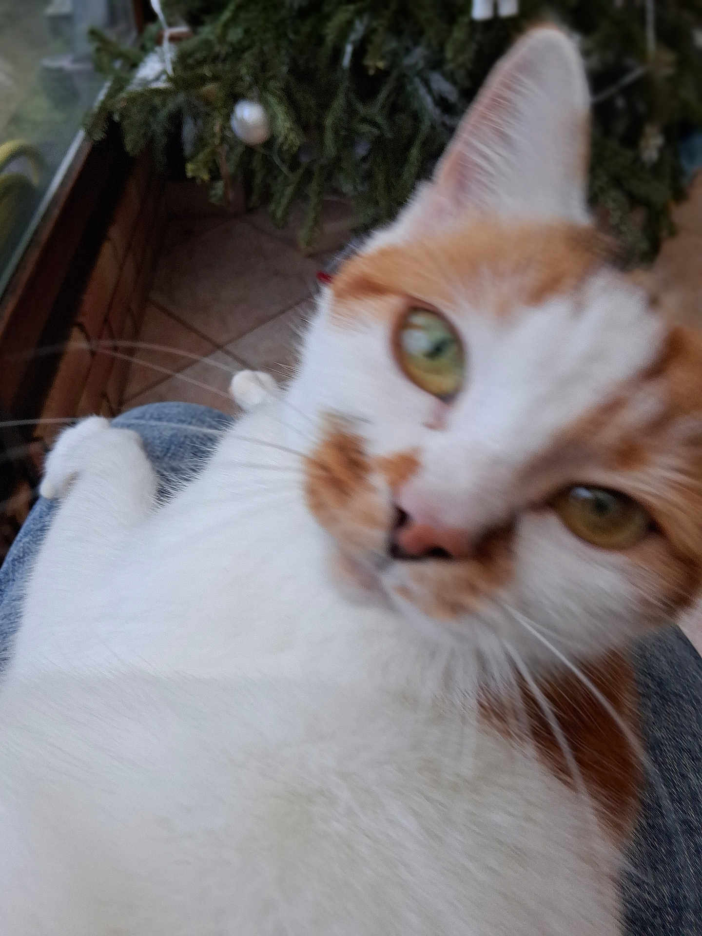 Noisette a rejoint le concours — aidez-le/la à gagner de superbes lots ! cat, orange_and_white_cat, close_up, indoor, pet, animal, feline, whiskers, fur, lap, plant, greenery, relaxed, curious, eyes, comfort, cozy, blurred, window, tile_floor