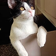 Aïko a rejoint le concours — aidez-le/la à gagner de superbes lots ! cat, black_and_white, pet, indoor, furniture, curious, whiskers, close_up, golden_eyes, soft_light, relaxed, animal, cute, fur, paws, looking_up, cozy, domestic, mammal, resting