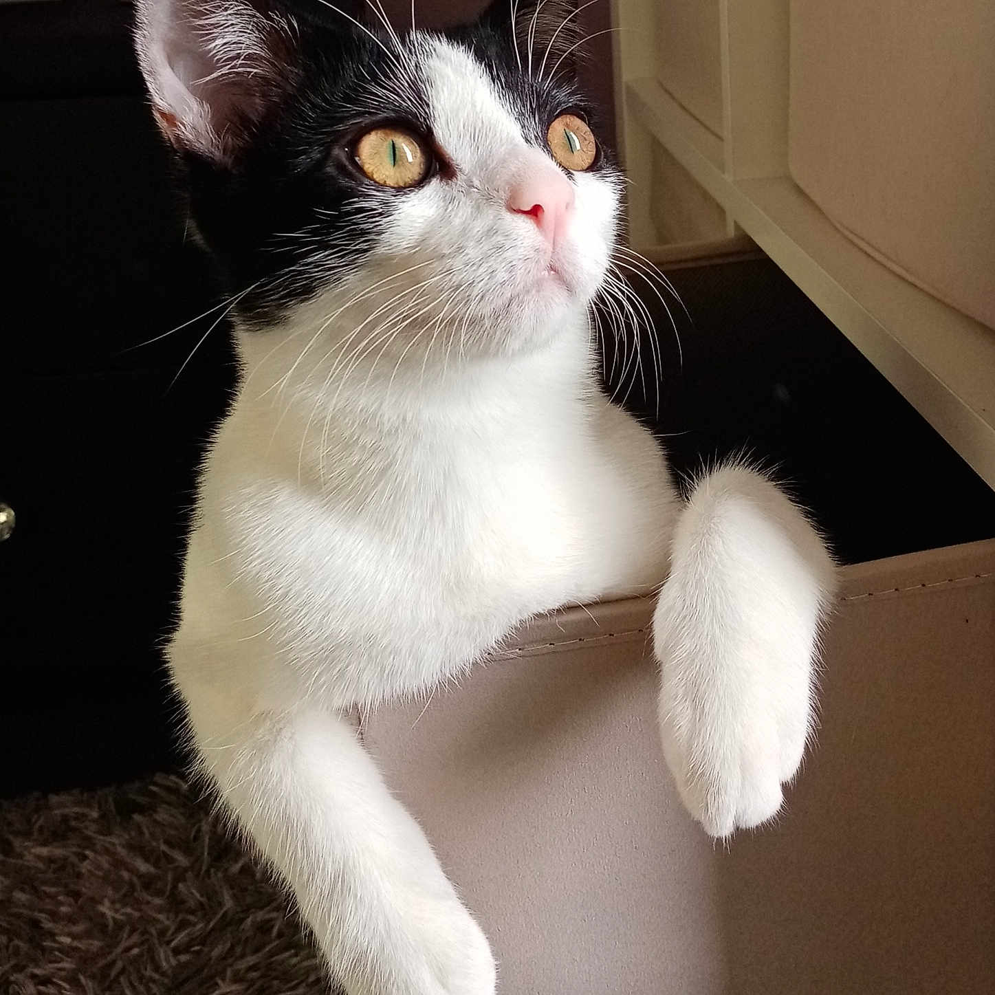 Aïko a rejoint le concours — aidez-le/la à gagner de superbes lots ! animal, black_and_white, cat, close_up, cozy, curious, cute, domestic, fur, furniture, golden_eyes, indoor, looking_up, mammal, paws, pet, relaxed, resting, soft_light, whiskers