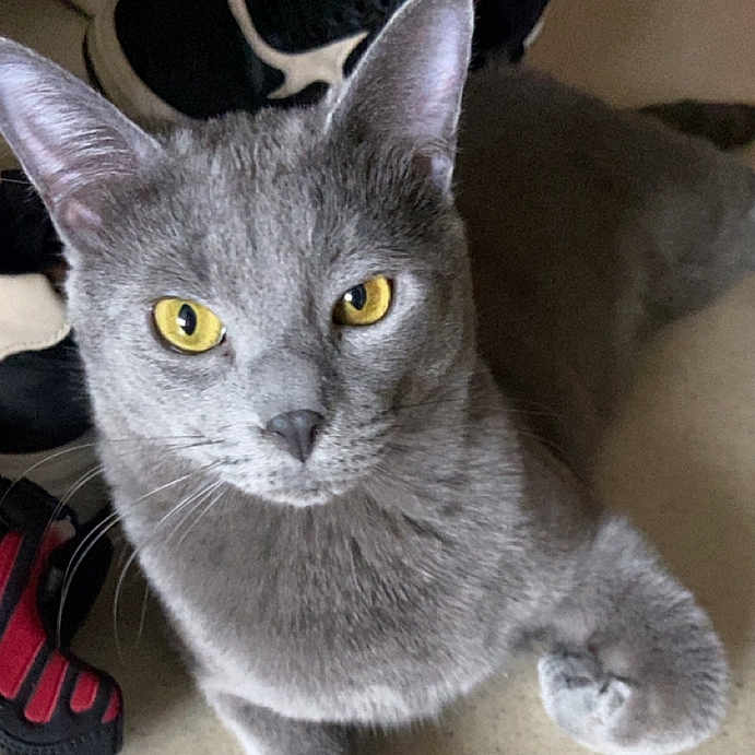 Milo a rejoint le concours — aidez-le/la à gagner de superbes lots ! animal, black_shoe, cat, closeup, curious, domestic_cat, feline, floor, fur, gray_cat, indoor, looking, mammal, paw, pet, portrait, red_shoe, shoe, whiskers, yellow_eyes