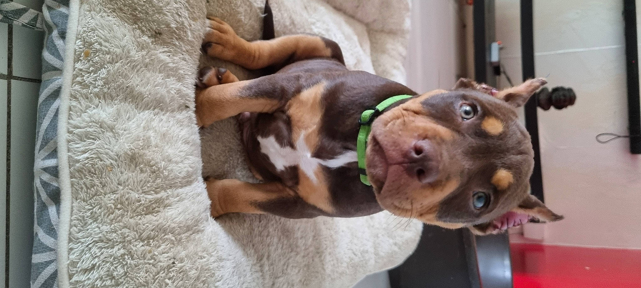 Butch a rejoint le concours — aidez-le/la à gagner de superbes lots ! canidae, carnivore, collar, comfort, companion_dog, dog, dog_breed, dog_collar, dog_supply, ear, fur, guard_dog, leash, liver, pet_supply, sporting_group, whiskers, working_animal, working_dog, wrinkle