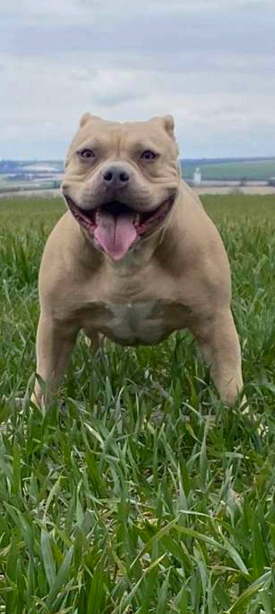 Narco a rejoint le concours — aidez-le/la à gagner de superbes lots ! canidae, carnivore, cloud, companion_dog, dog, dog_breed, fawn, grass, grassland, molosser, non_sporting_group, plant, prairie, sky, snout, sporting_group, terrestrial_animal, whiskers