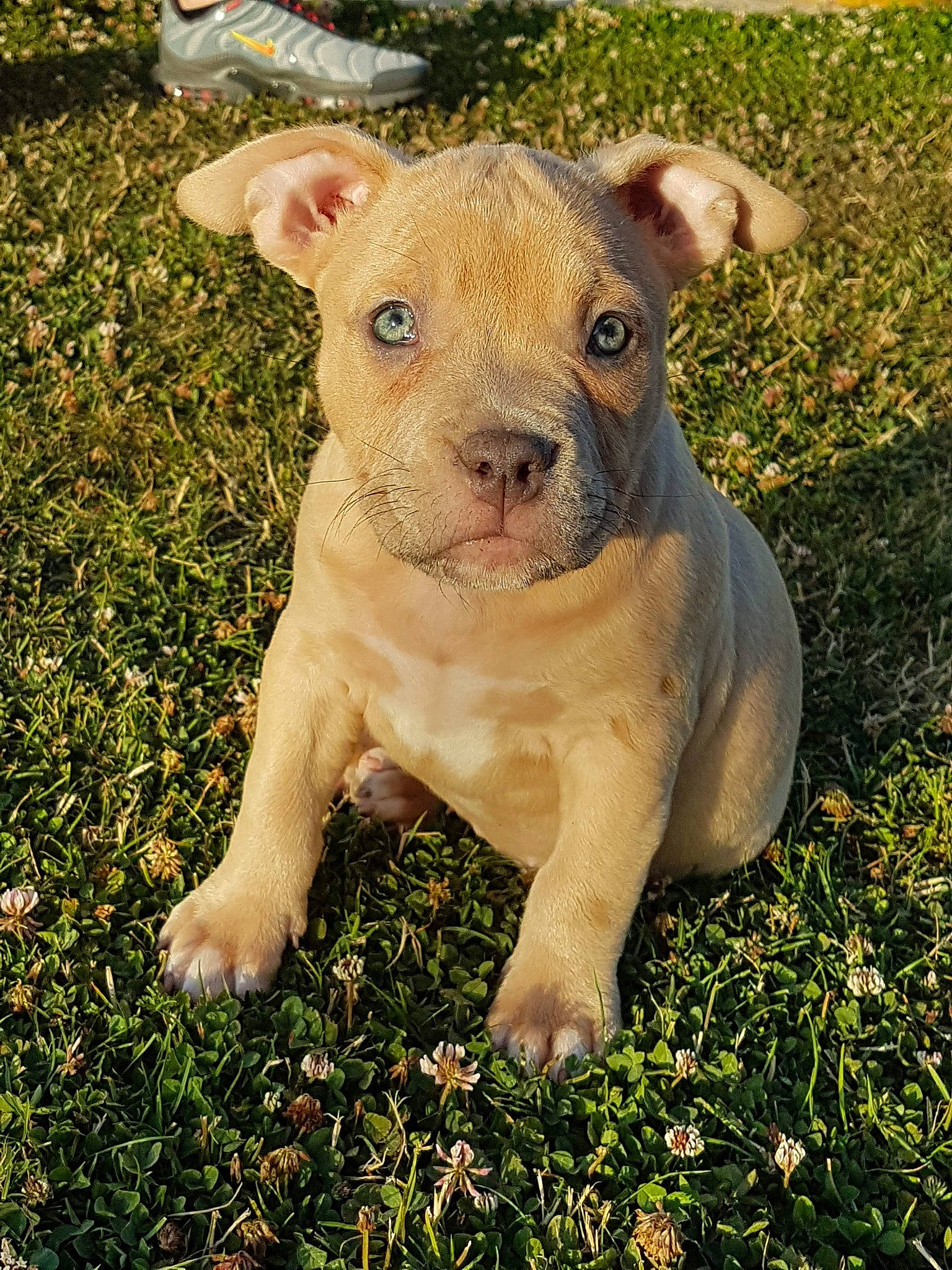 Narco a rejoint le concours — aidez-le/la à gagner de superbes lots ! canidae, carnivore, companion_dog, dog, dog_breed, grass, grassland, groundcover, livestock, non_sporting_group, plant, sporting_group, suidae, terrestrial_animal, working_animal