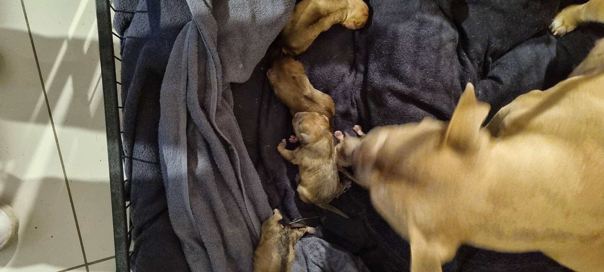 Narco participe au concours pour gagner de l'argent avec cette photo : canidae, carnivore, comfort, companion_dog, dog, dog_breed, fawn, felidae, fur, gesture, leather_jacket, paw, siamese, small_to_medium_sized_cats, snout, sporting_group, tail, toy_dog, whiskers, working_animal