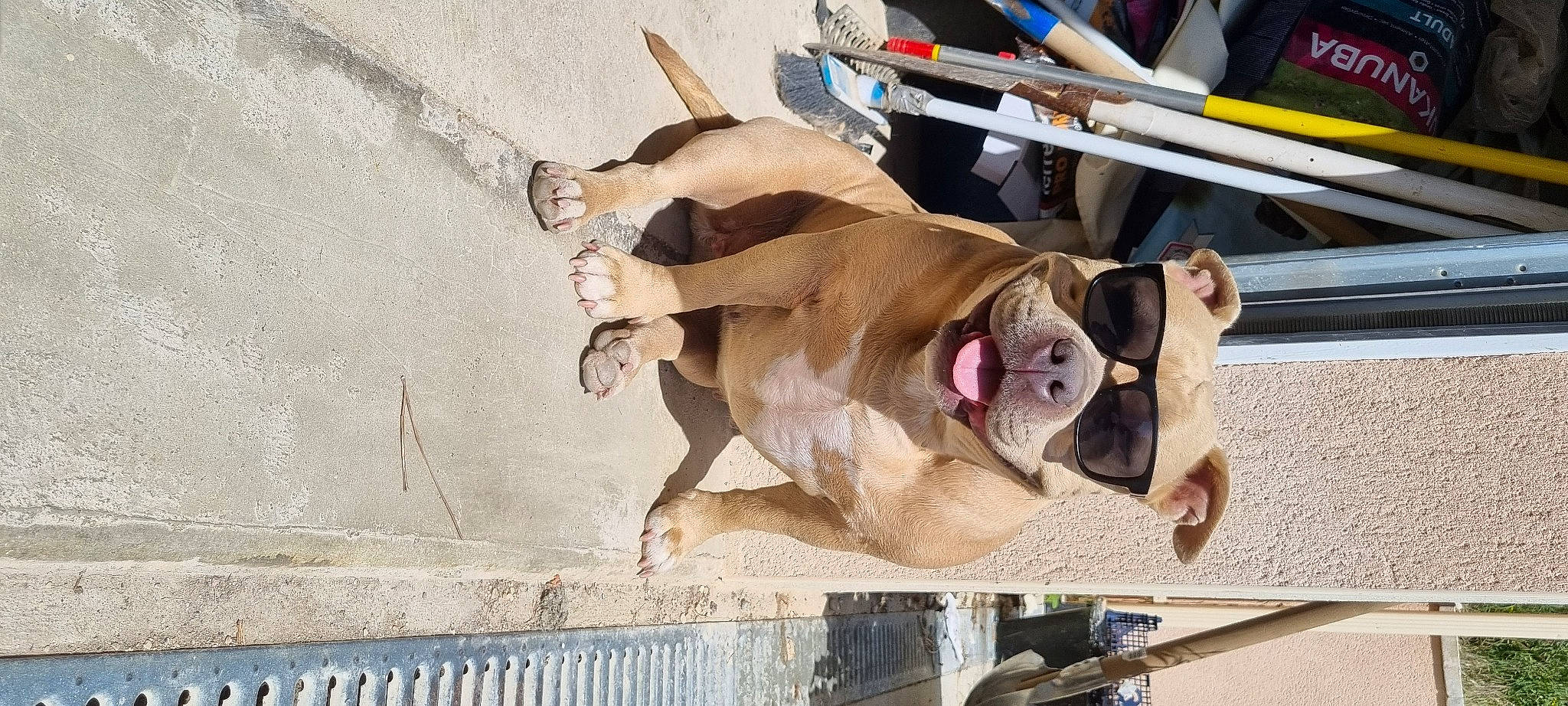 Narco a rejoint le concours — aidez-le/la à gagner de superbes lots ! art, canidae, carnivore, companion_dog, dog, dog_breed, eyewear, fawn, fun, human_leg, leash, recreation, sculpture, sporting_group, wood, working_animal