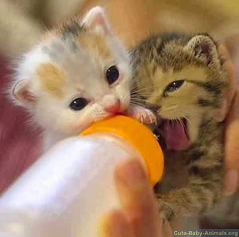 Ouistitis Et Blanche