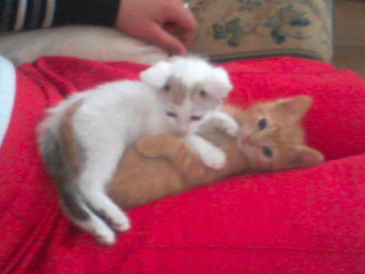 Garfield Et Kitty a rejoint le concours — aidez-le/la à gagner de superbes lots ! american_curl, asian, burmilla, carnivore, cat, colorpoint_shorthair, felidae, fur, kitten, mammal, nap, paw, persian, polydactyl_cat, skin, small_to_medium_sized_cats, turkish_angora, turkish_van, vertebrate, whiskers