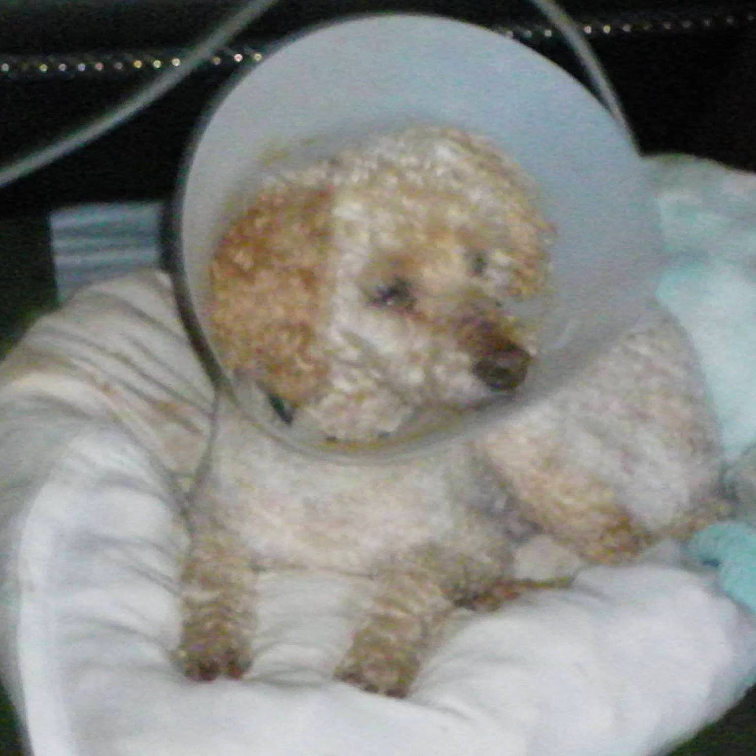 Pralin a rejoint le concours — aidez-le/la à gagner de superbes lots ! canidae, carnivore, companion_dog, dog, dog_breed, goldendoodle, labradoodle, maltepoo, mammal, miniature_poodle, non_sporting_group, poodle, poodle_crossbreed, puppy, rare_breed_dog, sporting_group, standard_poodle, toy_dog, toy_poodle, water_dog