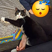 Chaussette participe au concours pour gagner de l'argent avec cette photo : cat, black_and_white, blanket, couch, person, arm, sleeping_emoji, zzz, relaxing, indoor, fur, pet, resting, texture, colorful_blanket, paw, whiskers, cozy, home, napping