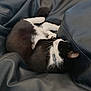 Chaussette a rejoint le concours — aidez-le/la à gagner de superbes lots ! cat, black_and_white, sleeping, collar, pet, fur, whiskers, leather, couch, indoor, relaxation, animal, cute, feline, resting, closeup, domestic, soft, cozy, comfortable