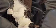 Chaussette a rejoint le concours — aidez-le/la à gagner de superbes lots ! cat, black_and_white, pet, feline, indoor, leather_couch, relaxed, lying_down, whiskers, fur, tail, paws, close_up, domestic_animal, comfortable, resting, cute, eyes, animal, mammal