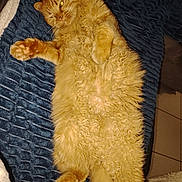 Garfield a rejoint le concours — aidez-le/la à gagner de superbes lots ! blanket, blue_blanket, cat, cozy, curly_fur, cute, domestic_cat, feline, fluffy, fur, indoor, lying_down, orange_cat, paw, pet, relaxed, resting, sleepy, soft, whiskers