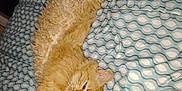 Garfield participe au concours pour gagner de l'argent avec cette photo : cat, orange_cat, stretching, bed, blanket, pattern, indoor, feline, pet, fur, relaxed, sleepy, cozy, comfort, whiskers, animal, mammal, cute, resting, domestic