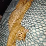 cat, orange_cat, stretching, bed, blanket, pattern, indoor, feline, pet, fur, relaxed, sleepy, cozy, comfort, whiskers, animal, mammal, cute, resting, domestic