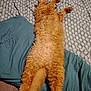 Garfield a rejoint le concours — aidez-le/la à gagner de superbes lots ! cat, orange_cat, fluffy, stretched_out, bed, bedspread, patterned, fur, relaxing, paws, tail, indoor, sleeping, resting, cute, pet, animal, domestic, cozy, feline