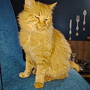 Garfield a rejoint le concours — aidez-le/la à gagner de superbes lots ! cat, orange_cat, feline, pet, indoor, chair, blue_chair, fur, whiskers, kitchen, wall_decor, cutlery_art, domestic, furniture, seat, mammal, animal, cute, fluffy, relaxed