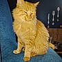 cat, orange_cat, feline, pet, indoor, chair, blue_chair, fur, whiskers, kitchen, wall_decor, cutlery_art, domestic, furniture, seat, mammal, animal, cute, fluffy, relaxed
