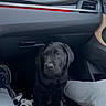 Balti a rejoint le concours — aidez-le/la à gagner de superbes lots ! puppy, dog, black_lab, car_interior, dashboard, blanket, footwell, person, pants, shoe, seat, window, vent, cute, pet, animal, indoor, looking_up, young_dog, sitting