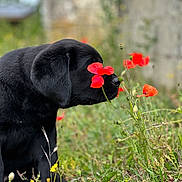 Balti a rejoint le concours — aidez-le/la à gagner de superbes lots ! black_dog, puppy, flower, poppy, grass, meadow, nature, outdoor, plant, greenery, closeup, animal, cute, sniffing, young_dog, pet, canine, spring, field, peaceful