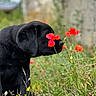 black_dog, puppy, flower, poppy, grass, meadow, nature, outdoor, plant, greenery, closeup, animal, cute, sniffing, young_dog, pet, canine, spring, field, peaceful