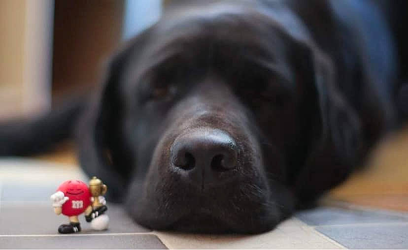 Maryland participe au concours pour gagner de l'argent avec cette photo : canidae, carnivore, companion_dog, dog, dog_breed, flat_coated_retriever, fur, labrador_retriever, mammal, newfoundland, nose, retriever, snout, sporting_group
