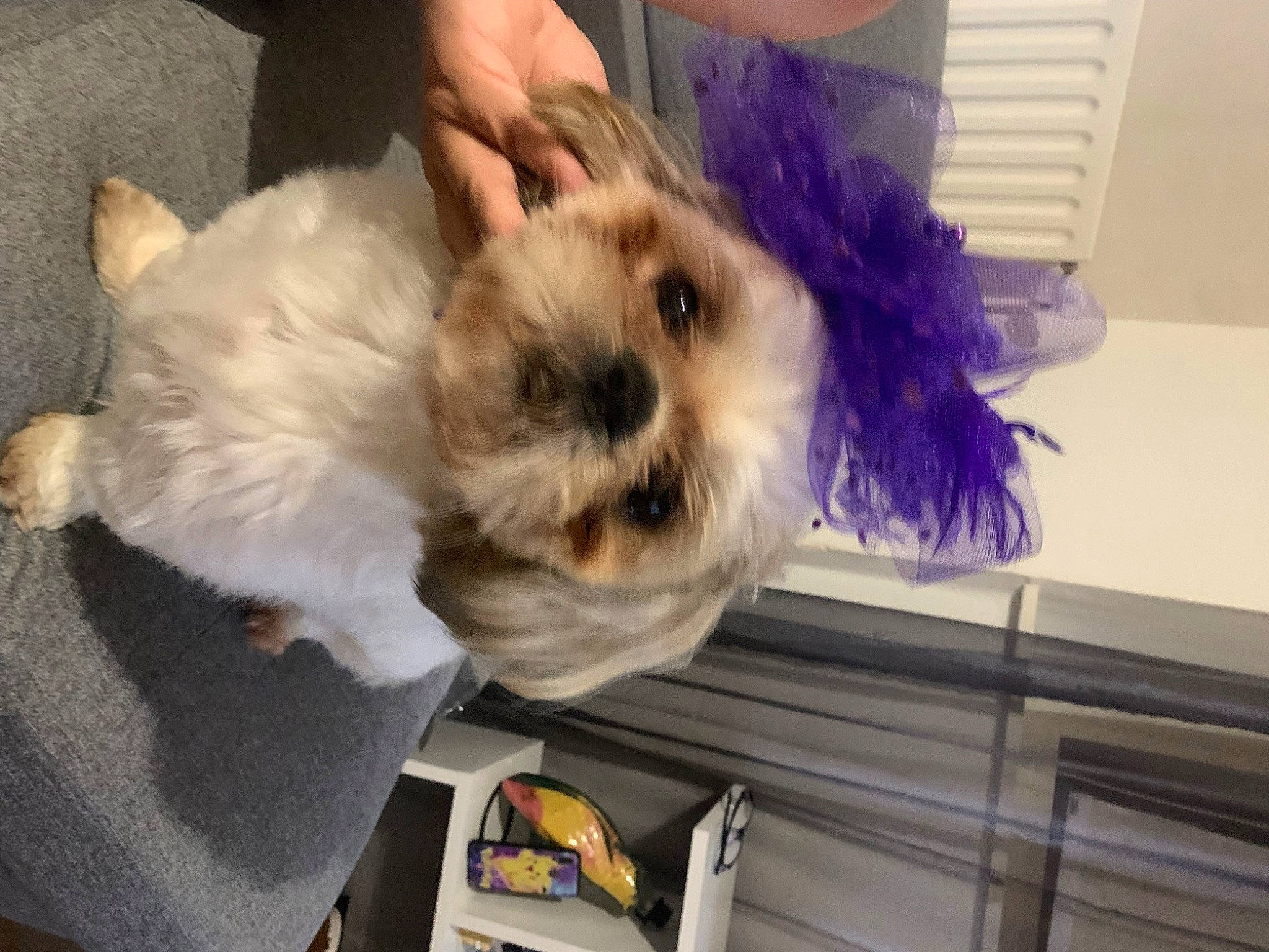 Pikachu a rejoint le concours — aidez-le/la à gagner de superbes lots ! canidae, carnivore, companion_dog, dog, dog_breed, dog_clothes, dog_supply, fawn, felidae, fur, lighthouse, maltepoo, non_sporting_group, puppy, puppy_love, small_terrier, sporting_group, terrier, toy_dog, whiskers