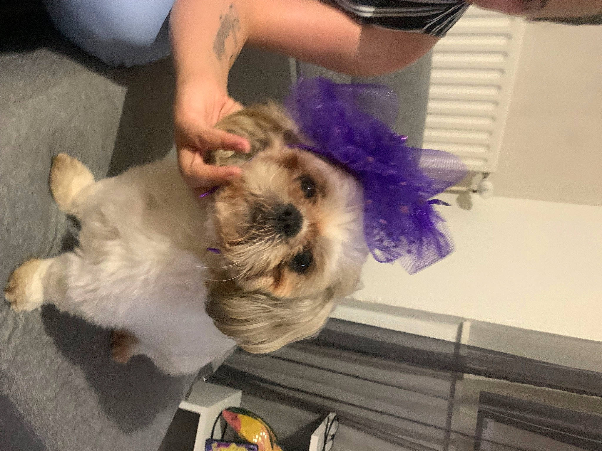 Pikachu participe au concours pour gagner de l'argent avec cette photo : carnivore, collar, companion_dog, dog, dog_breed, ear, fawn, felidae, fur, non_sporting_group, puppy, puppy_love, small_terrier, small_to_medium_sized_cats, snout, sporting_group, terrier, toy_dog, veterinarian, working_animal