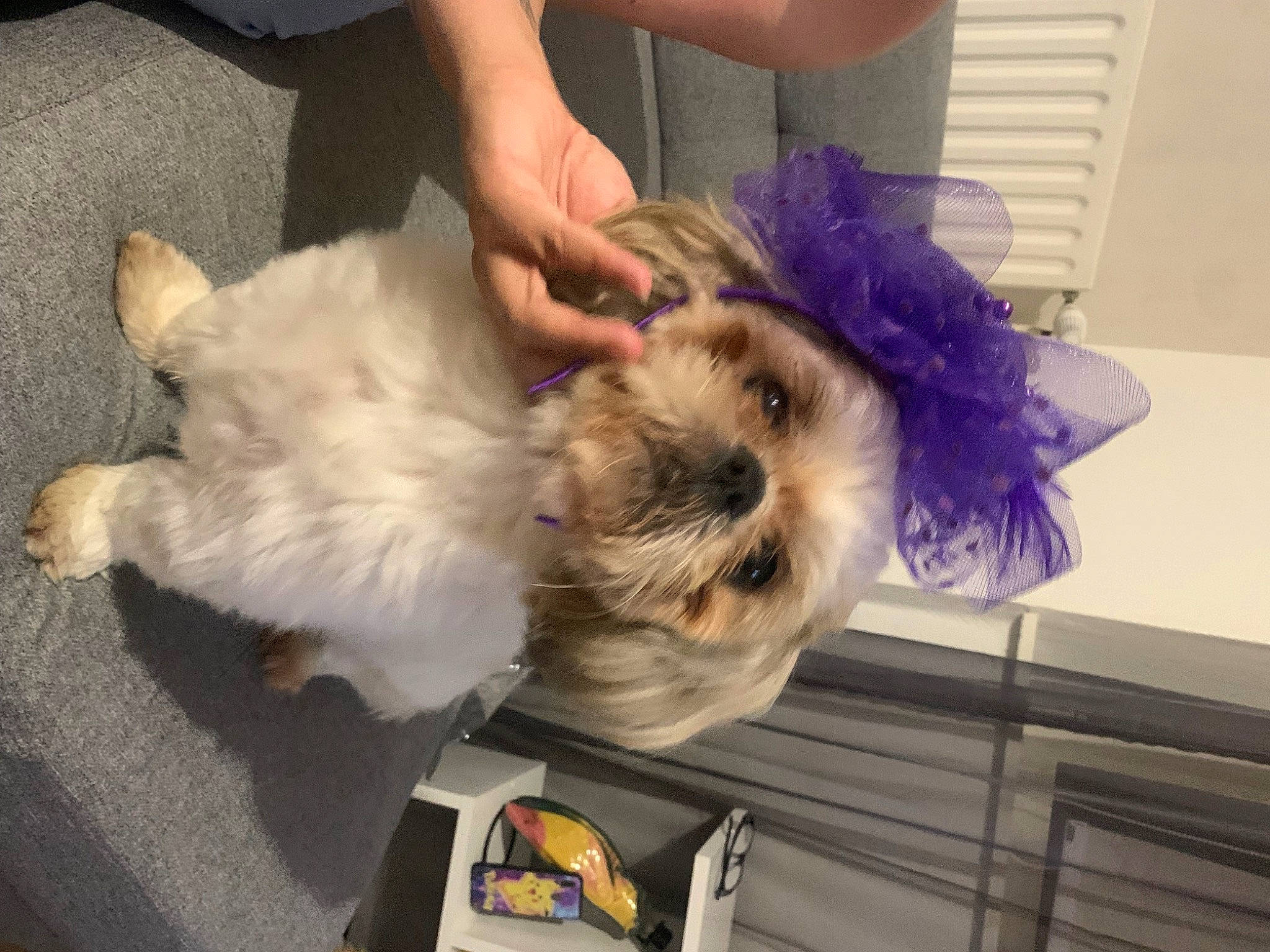 Pikachu a rejoint le concours — aidez-le/la à gagner de superbes lots ! canidae, carnivore, companion_dog, dog, dog_breed, dog_clothes, dog_supply, fawn, felidae, fur, maltepoo, non_sporting_group, puppy_love, small_terrier, small_to_medium_sized_cats, sporting_group, tail, terrier, toy_dog, working_animal