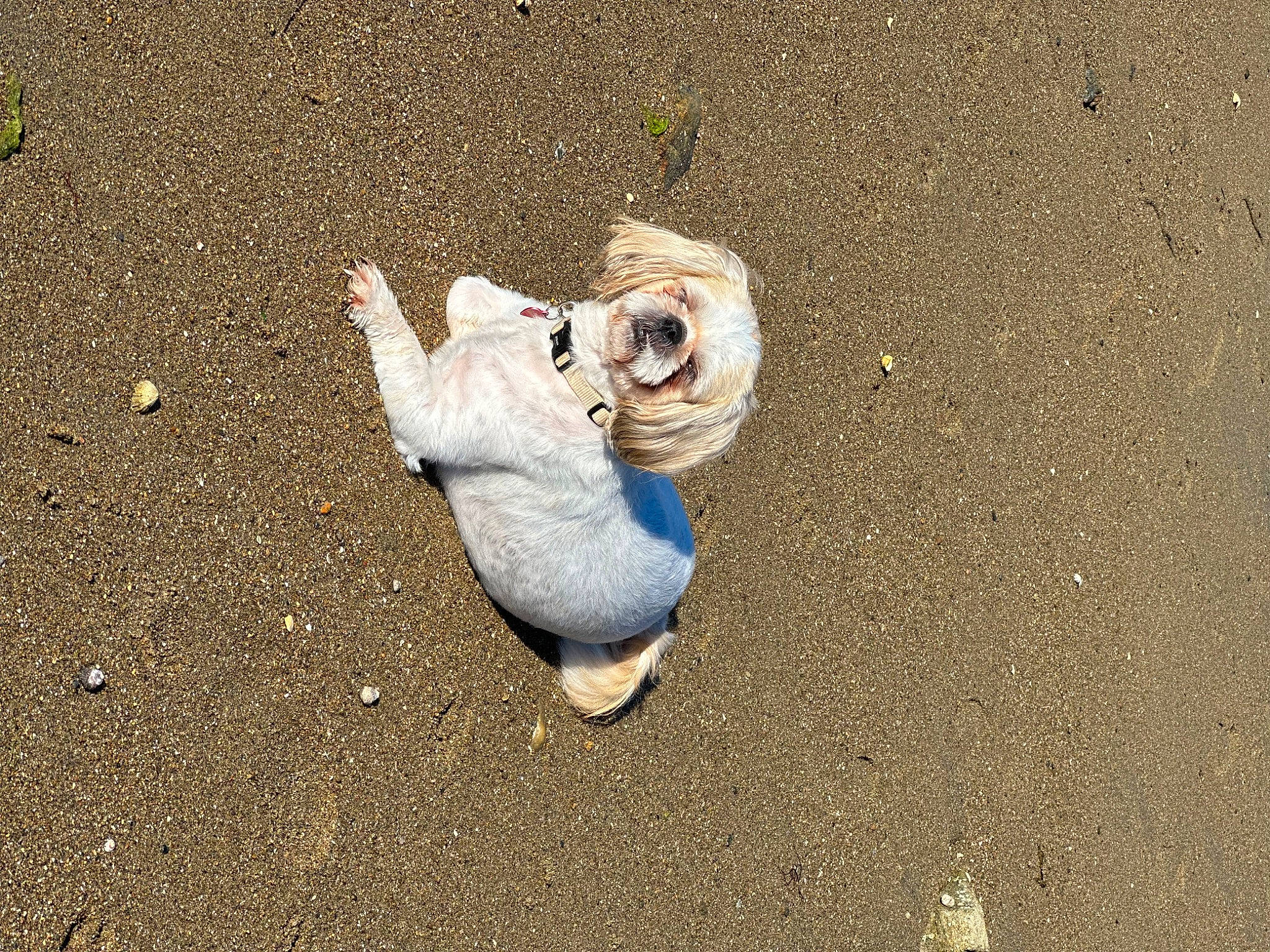 Pikachu a rejoint le concours — aidez-le/la à gagner de superbes lots ! asphalt, concrete, font, foot, fun, gesture, grass, human_leg, people_in_nature, road, road_surface, sand, shadow, sidewalk, sitting, soil, tar