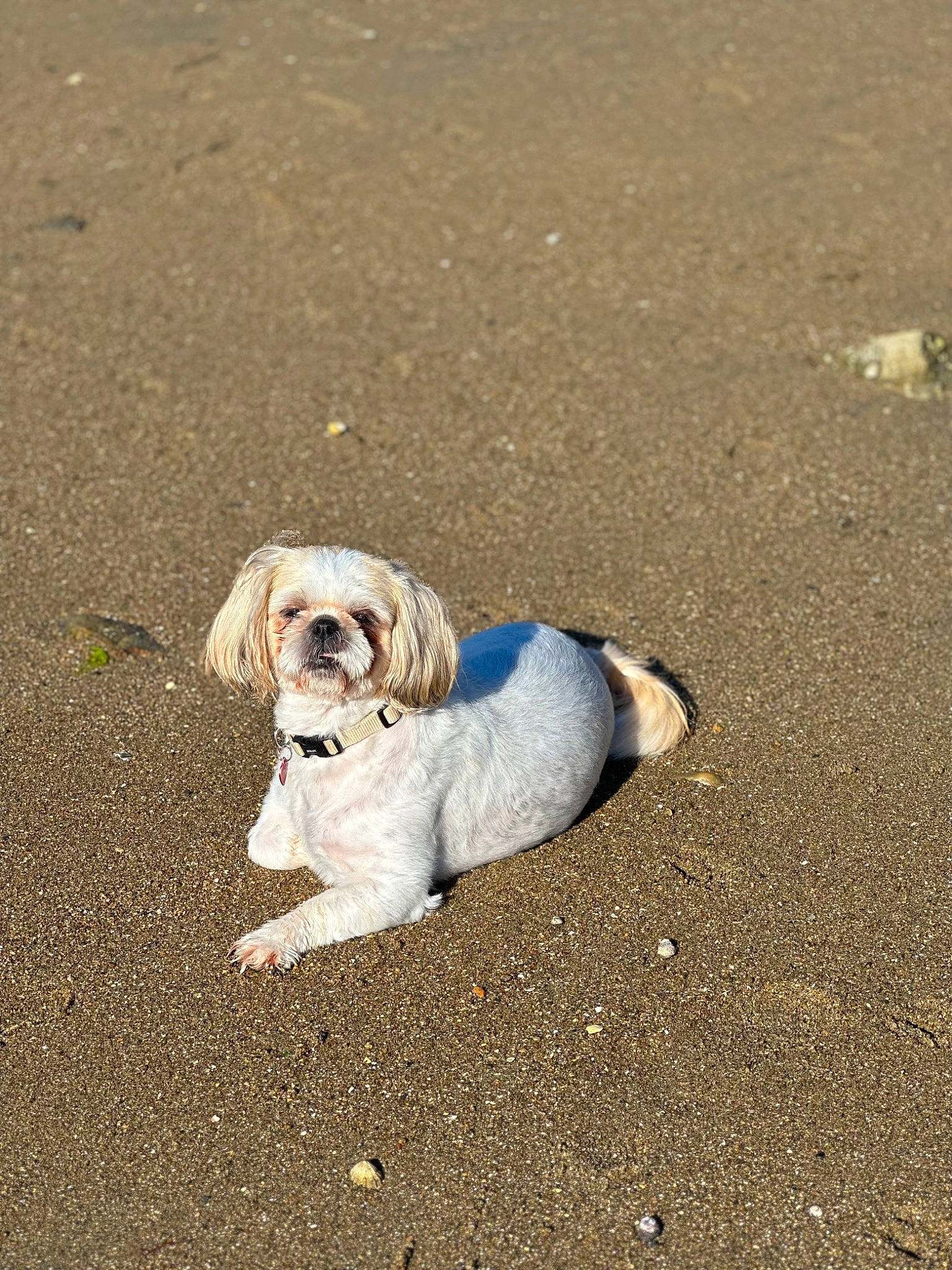 Pikachu a rejoint le concours — aidez-le/la à gagner de superbes lots ! asphalt, beach, canidae, carnivore, collar, companion_dog, dog, dog_breed, dog_supply, eyewear, fashion_accessory, fawn, leash, paw, pet_supply, road_surface, sand, snout, soil, toy_dog